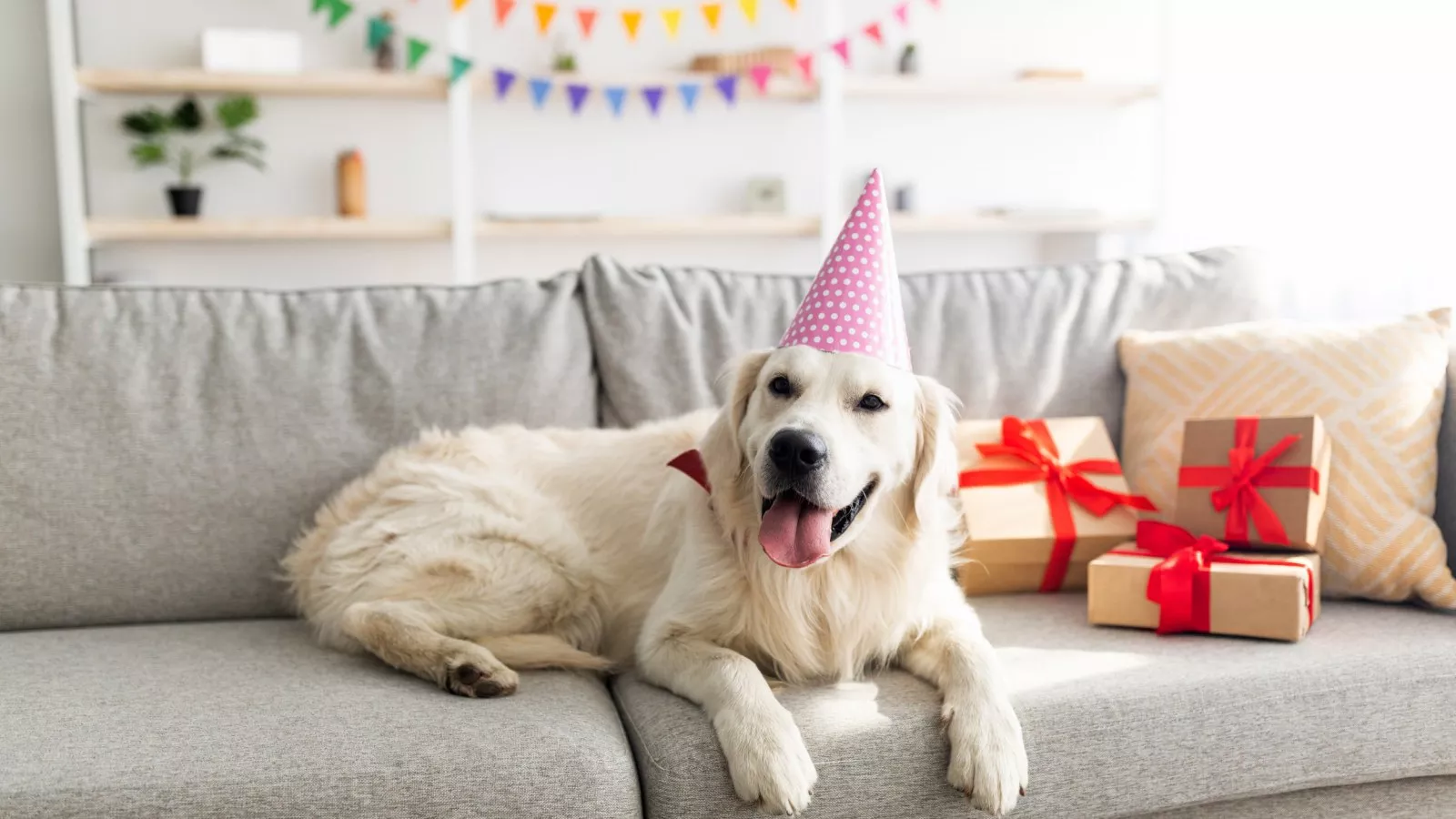 golden-retriever-wearing-birthday-hat
